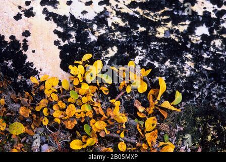 KANADA, NUNAVUT, HUDSON BAY, MARBLE ISLAND, ARCTIC WILLOW IM HERBST Stockfoto