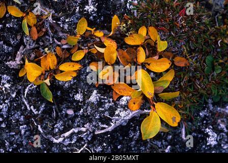 KANADA, NUNAVUT, HUDSON BAY, MARBLE ISLAND, ARCTIC WILLOW IM HERBST Stockfoto