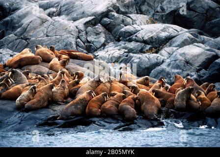 KANADA, NW-GEBIETE, HUDSON BAY, WALROSS-INSEL, BLICK VOM MEER, WALROSS AUF FELSEN Stockfoto