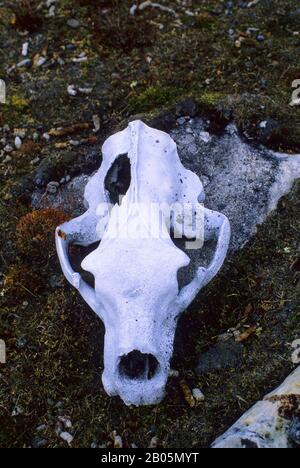 KANADA, NUNAVUT, HUDSON BAY, NATIVES PT, ORT VERGANGENER SADLERMIUT- UND DORSET- KULTUREN, EISBÄRENSCHÄDEL Stockfoto