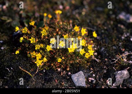 KANADA, NUNAVUT, HUDSON BAY, DIGGES ISLAND, DRABA FLOWERS Stockfoto