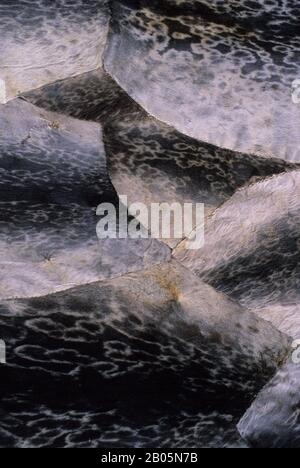 KANADA, NUNAVUT, HUDSON BAY, BAFFIN ISLAND, CAPE DORSET, INUIT SEALSKIN ZELT, NAHAUFNAHME VON FELLEN Stockfoto