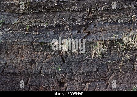 KANADA, NEUFUNDLAND, L'ANSE AUX MEADOWS NHP, NACHBAUTEN VON NORSE HOUSES AUS DER ZEIT VOR 1000 JAHREN, WANDDETAILS AUS SOD Stockfoto