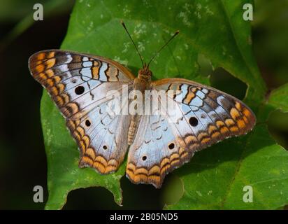 Ein schöner weißer Pfauenschmetterling (Anartia jatrophae) ruht auf einem großen grünen Blatt Stockfoto