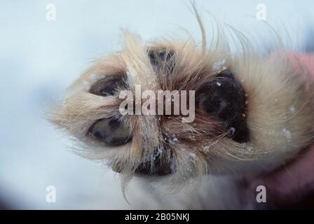 KANADA, NUNAVUT, BAFFIN-INSEL, HUSKY-HUND, NAHAUFNAHME VON DICKEM PAW, UMWELTANPASSUNG Stockfoto