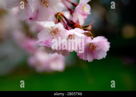 WA17197-00...WASHINGTON - Kirschbaum blüht im Wahington Park Arboretum. Stockfoto