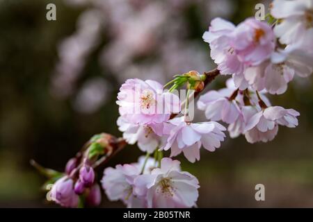 WA17200-00...WASHINGTON - Kirschbaum blüht im Wahington Park Arboretum, Seattle. Stockfoto