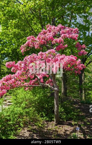 Rosa blühender Malus 'Henrietta Crosby' - Apfelbaum im chinesischen Garten im Frühling, Montreal Botanical Garden, Quebec, Kanada Stockfoto