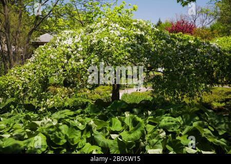 Weißer blühender Malus 'Rote Jade' - mit Petasiten unterpflanzter Krabapfelbaum - Im Frühling Pflanzen Aus Butterbur im japanischen Garten. Weißer blühender Malus 'Rote Jade' - mit Petasiten unterpflanzter Krabapfelbaum - Im Frühling Pflanzen Aus Butterbur im japanischen Garten.