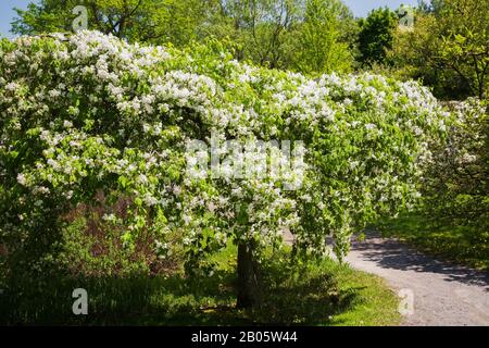 Weiß blühende Malus 'Red Jade' - Crabapple Tree neben Schotterpfad im japanischen Garten im Frühjahr, Montreal Botanical Garden, Quebec, Kanada Stockfoto