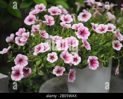 Petunia Easy Wave Viloet pink Blume schön auf verschwommenem Naturhintergrund Stockfoto