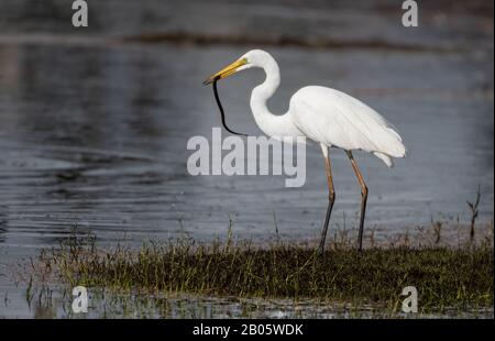 Reiher, der am Ufer steht, mit EINEM Fisch im Mund Stockfoto