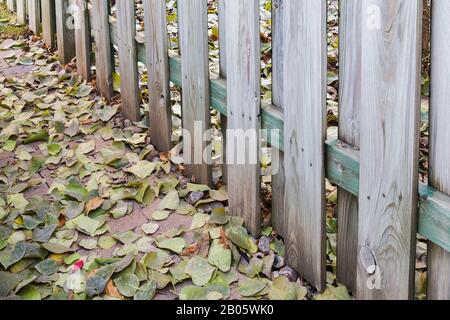Holzzaun und hellbraune Pflastersteinterrasse mit umgestürzter Syringa vulgaris - Lila verlässt einen Nachbarbaum im Wohnhinterhof. Stockfoto
