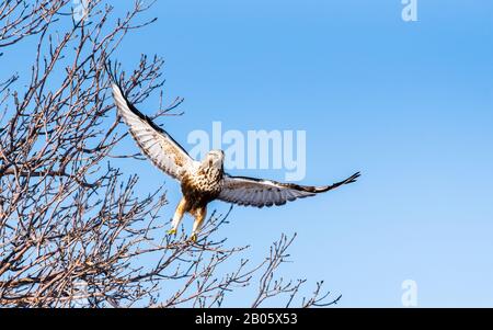 Hawk Flug Stockfoto