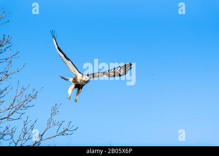 Der rauhe Falke fliegt Stockfoto