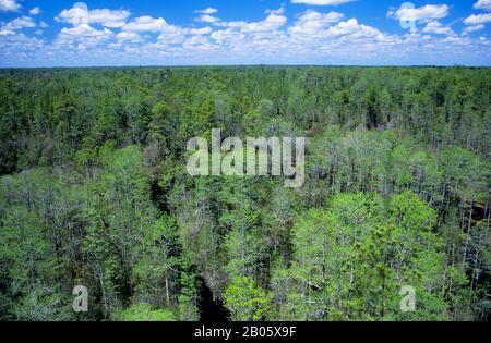 USA, GEORGIA, OKEFENOKEE SUMPF PARK, ÜBERSICHT Stockfoto