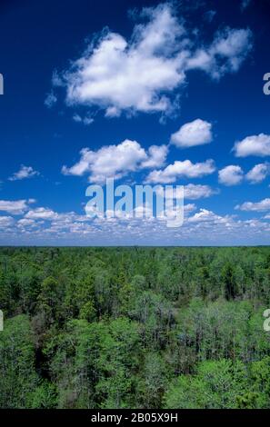 USA, GEORGIA, OKEFENOKEE SUMPF PARK, ÜBERSICHT Stockfoto