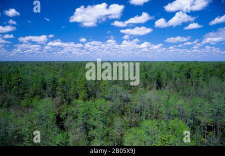 USA, GEORGIA, OKEFENOKEE SUMPF PARK, ÜBERSICHT Stockfoto