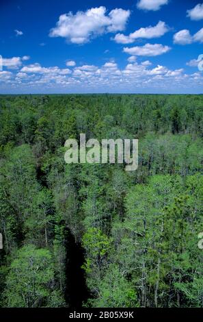 USA, GEORGIA, OKEFENOKEE SUMPF PARK, ÜBERSICHT Stockfoto