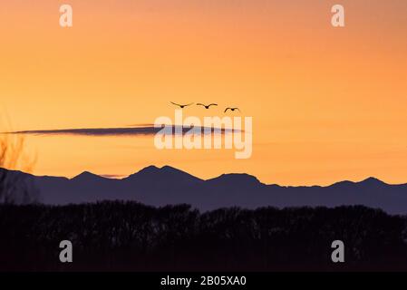 Sandhill Kraniche silhouetted gegen Berg Sonnenuntergang im Flug Stockfoto