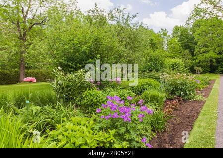 Purple Geranium - Cranesbill und Paeonia - Pony Blumen in der Grenze im späten Frühling, Domaine Joly-De Lotbiniere Estate Garden, Quebec, Kanada. Stockfoto