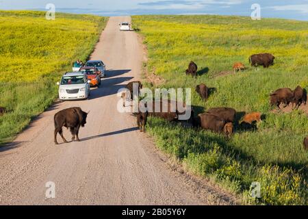 Custer STATE PARK, SOUTH DAKOTA - 28. Juni 2014: Eine Gruppe von Bison-Familien grasen auf Hügeln im Custer State Park, während Familien in Autos anhalten und Picktu nehmen Stockfoto
