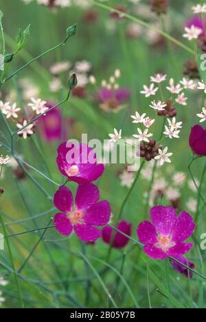 USA, TEXAS, AUSTIN, NATIONAL WILDFLOWER RESEARCH CTR, STANDING WINECUP & WILD ONION Stockfoto