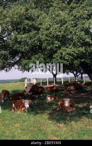 USA, TEXAS, LYNDON B. JOHNSON NATIONAL HISTORIC PARK, HEREFORD CATTLE, DAS SCHATTEN UNTER BAUM SUCHT Stockfoto