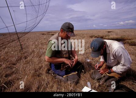 USA, ALASKA, YUKON/KASHUNUK, SPEKTAKULÄRER EIDER, PAUL FLINT, BILL O'CONNELL, WEIBLICHE BLUTPROBE Stockfoto