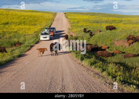 Custer STATE PARK, SOUTH DAKOTA - 28. Juni 2014: Eine Gruppe von Bison-Familien grasen auf Hügeln im Custer State Park, während Familien in Autos anhalten und Picktu nehmen Stockfoto