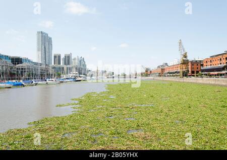 Ungewöhnliche Sicht auf Puerto Madero: Wasseroberfläche bedeckt von gewöhnlichem Wasserhyazinthe, Eichhornia crassipes, in Buenos Aires, Argentinien, im Sommer 2016 Stockfoto