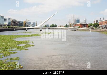 Ungewöhnliche Sicht auf Puerto Madero: Wasseroberfläche bedeckt von gewöhnlichem Wasserhyazinthe, Eichhornia crassipes, in Buenos Aires, Argentinien, im Sommer 2016 Stockfoto