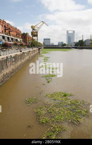 Hauptstadt Federal, Buenos Aires/Argentinien; 23. Januar 2016: Ungewöhnliche Sicht auf Puerto Madero: Wasseroberfläche bedeckt von gewöhnlichem Wasserhyazinthe, Eichhornia cras Stockfoto