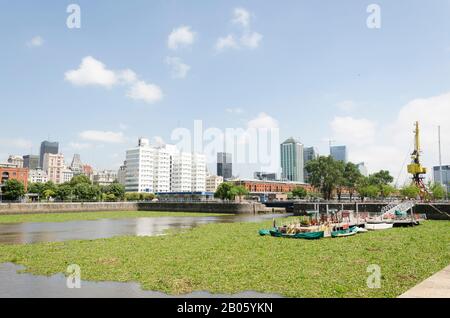 Ungewöhnliche Sicht auf Puerto Madero: Wasseroberfläche bedeckt von gewöhnlichem Wasserhyazinthe, Eichhornia crassipes, in Buenos Aires, Argentinien, im Sommer 2016 Stockfoto