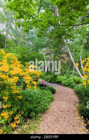 Orange Rhodendron 'Aprikosenüberraschung', Primula japonica 'Miller's Crimson' - Primrose, Pteridophyta - Ferns, Betula - Birchbäume in Grenzen. Stockfoto