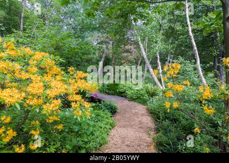 Orange Rhodendron 'Aprikosenüberraschung', Primula japonica 'Miller's Crimson' - Primrose, Pteridophyta - Ferns, Betula - Birchbäume in Grenzen. Stockfoto