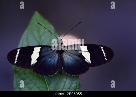 Nahaufnahme eines tropischen Passionsschmetterlings mit ausgebreiteten Flügeln auf einem Blatt über dunklem Wasser, das das Mondlicht reflektiert. Stockfoto