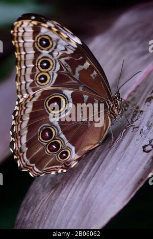Nahaufnahme eines blauen tropischen Morpheus, der auf einem Blatt mit geschlossenen Flügeln sitzt Stockfoto