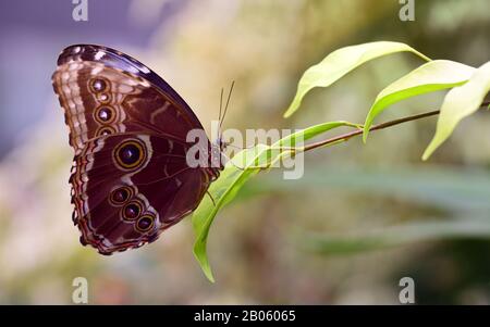 Nahaufnahme eines blauen tropischen Morpheus, der auf einem Blatt mit geschlossenen Flügeln sitzt Stockfoto