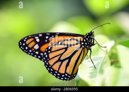 Nahaufnahme eines Monarch-Schmetterlings, der im hellen Wald vor grünem Hintergrund orange leuchtet und auf einem Blatt sitzt Stockfoto