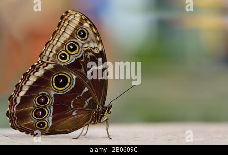 Nahaufnahme eines Morpheus mit seitlich verschlossenen Flügeln, vor farbenfrohem Hintergrund mit Platz für Text Stockfoto