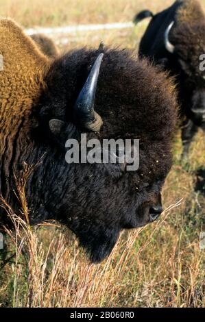 USA, KANSAS, FLINT HILLS, IN DER NÄHE VON KANTON, TALLGRASS PRAIRIE, MAXWELL WILDLIFE REFUGE, BISON, NAHAUFNAHME Stockfoto