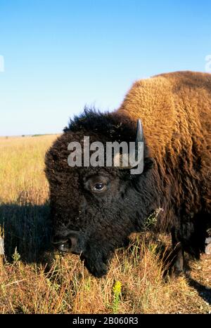 USA, KANSAS, FLINT HILLS, IN DER NÄHE VON KANTON, TALLGRASS PRAIRIE, MAXWELL WILDLIFE REFUGE, BISON, NAHAUFNAHME Stockfoto