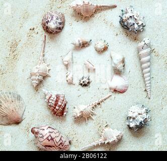 In Sand im Kreis angeordnete Meeresschalen. Draufsicht. Sommer- und Urlaubskonzept Stockfoto