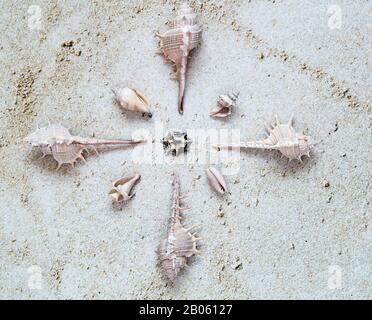 Weiße Meeresschalen, die als Stern im Sand angeordnet sind. Draufsicht. Sommer- und Urlaubskonzept. Stockfoto