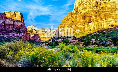 Blick auf einen Sonnenuntergang über dem Zion Canyon mit gelben Wildblumen entlang des Emerald Pool Trail neben dem Virgin River im Zion National Park, Utah, USA Stockfoto