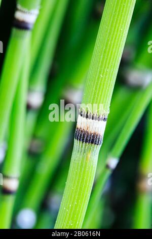 Grünes Reed Bamboo Stockfoto