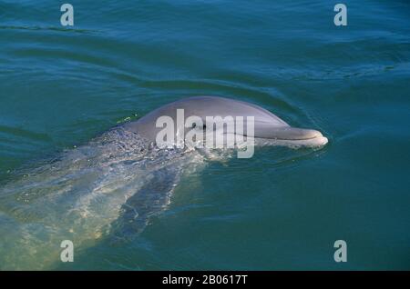 USA, FLORIDA, GRAS-KEY, DELFIN-FORSCHUNGSZENTRUM, DELFINE, DELFINE IM ATLANTIK Stockfoto