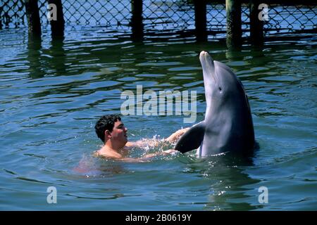 USA, FLORIDA, GRASS KEY, DOLPHIN FORSCHUNGSZENTRUM, SCHWIMMEN MIT DEM DELFIN-PROGRAMM Stockfoto