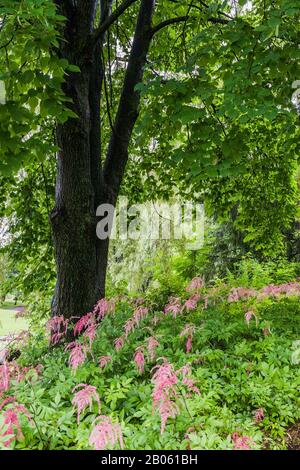 Laubenbaum, im Sommer mit rosafarbenen Astylbe Blumen unterpflanzt, öffentlicher Garten Centre de la Nature, Laval, Quebec, Kanada. Stockfoto